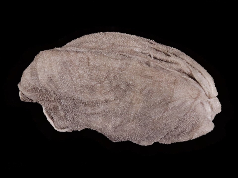 国産牛 センマイ