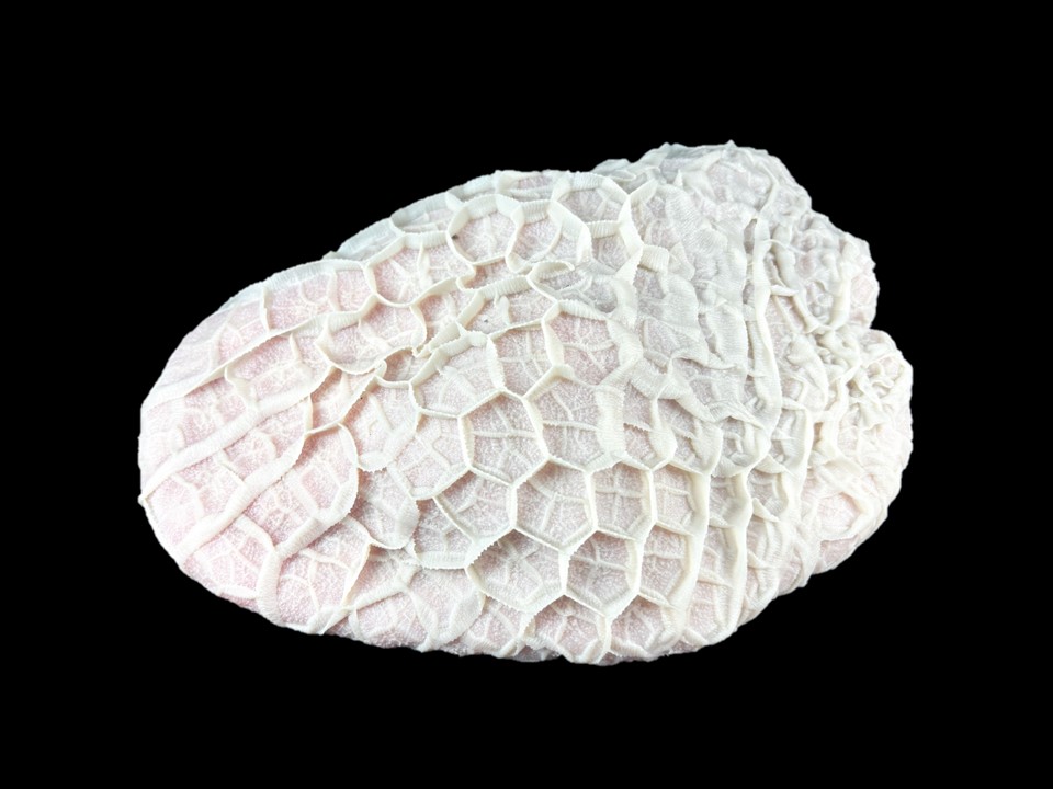 黒毛和牛・国産交雑牛MIX ハチノス(白)