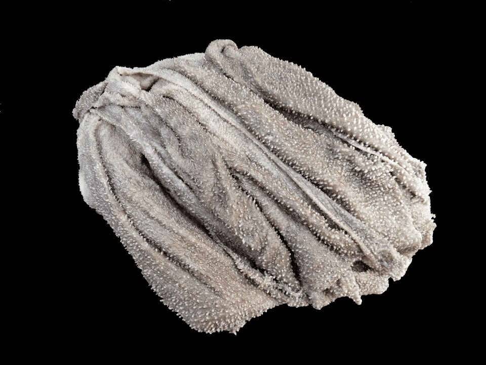 黒毛和牛 センマイ